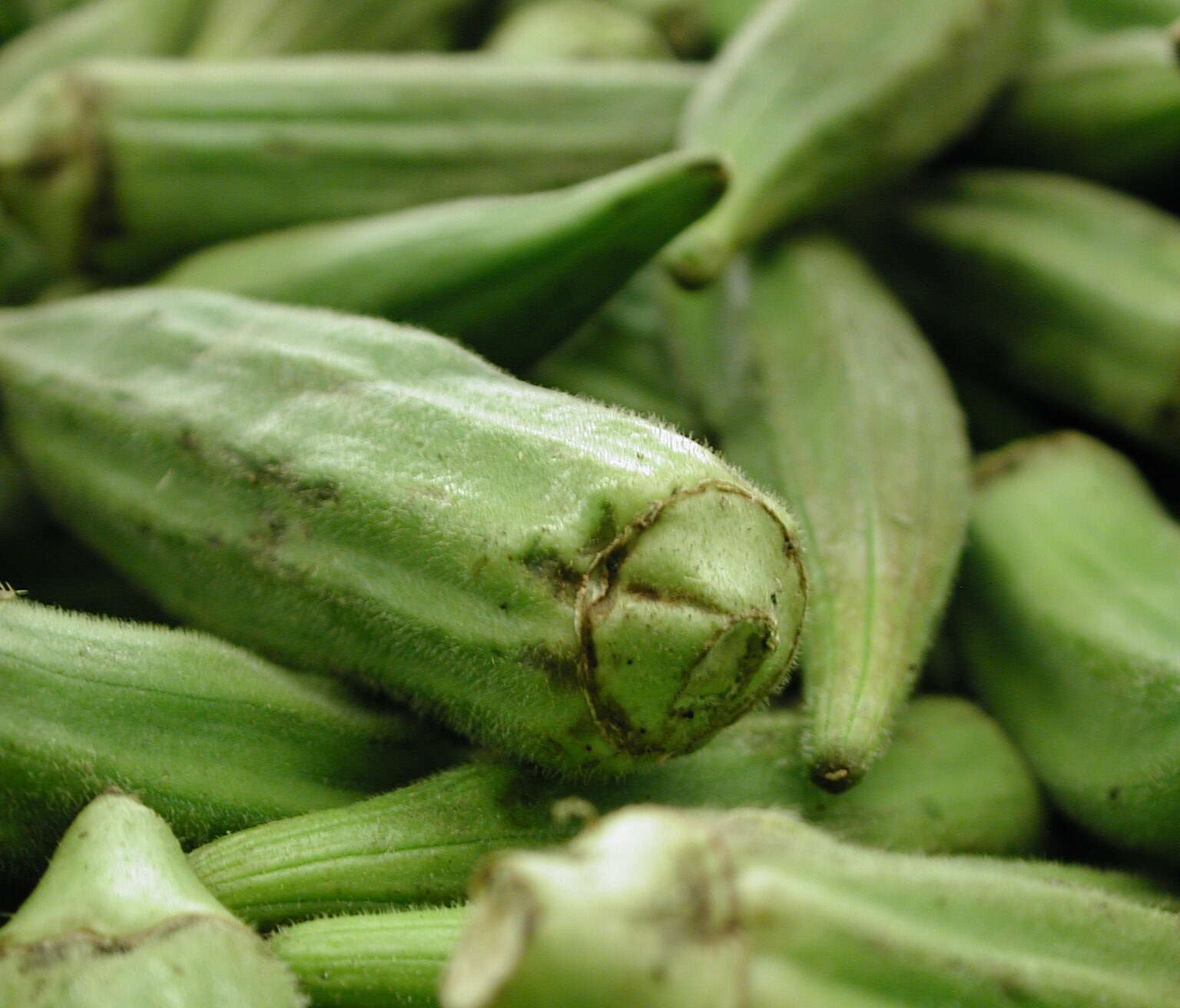 okra new orleans