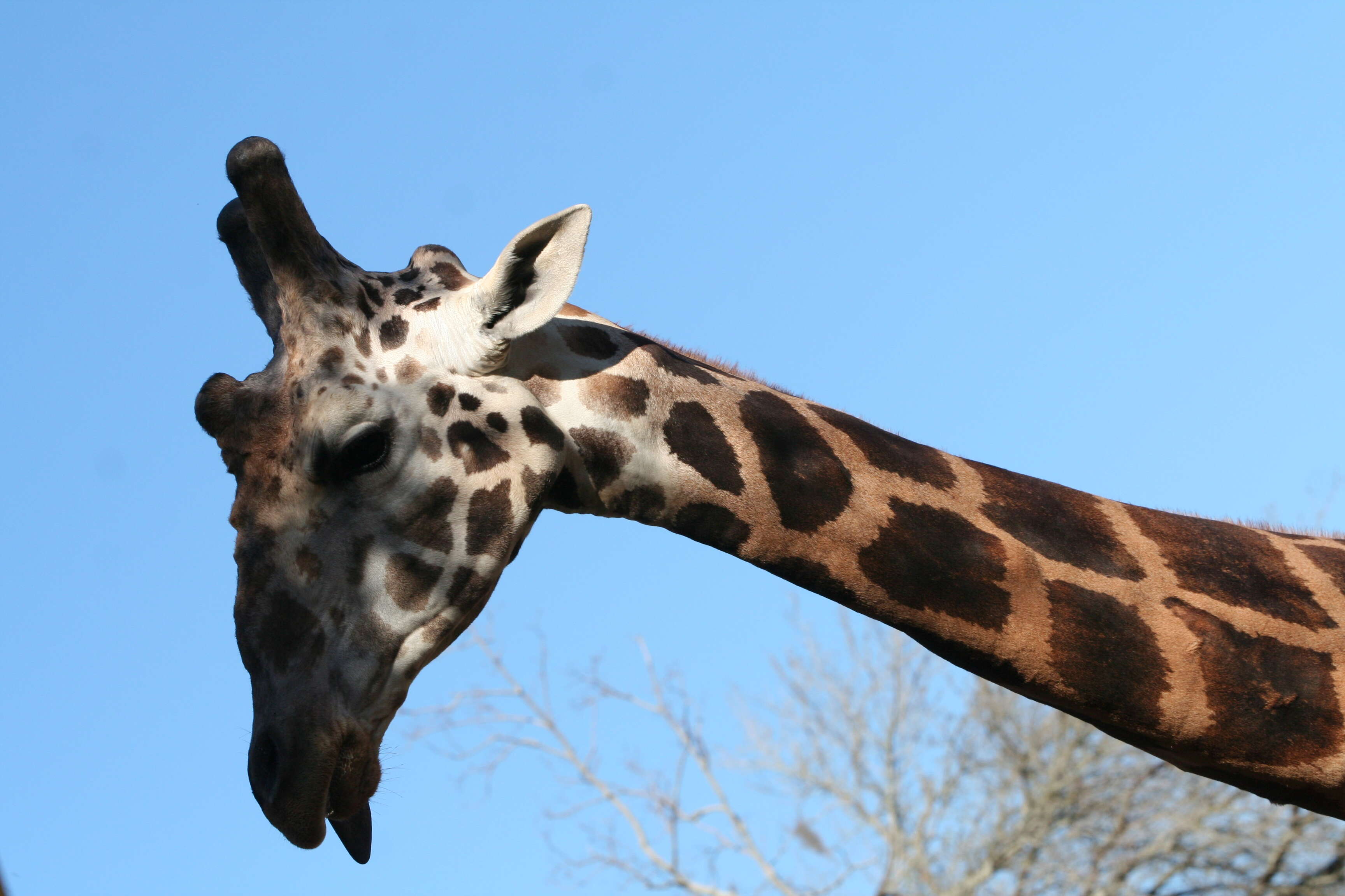 new orleans zoo