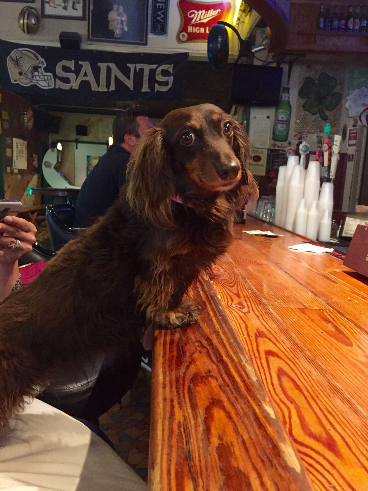 dog in bar