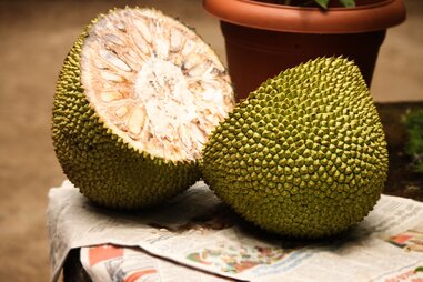 jackfruit