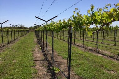 Texas Southwind Winery