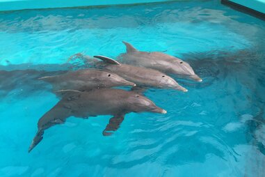 Texas State Aquarium dolphins