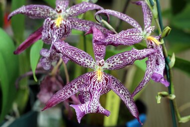 South Texas Botanical Garden