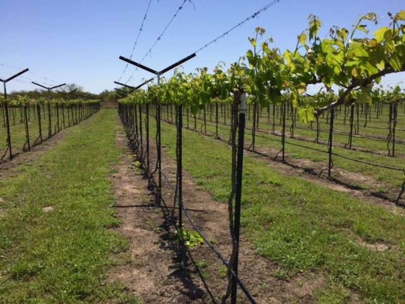 Texas SouthWind Winery A Bar in Refugio, TX Thrillist