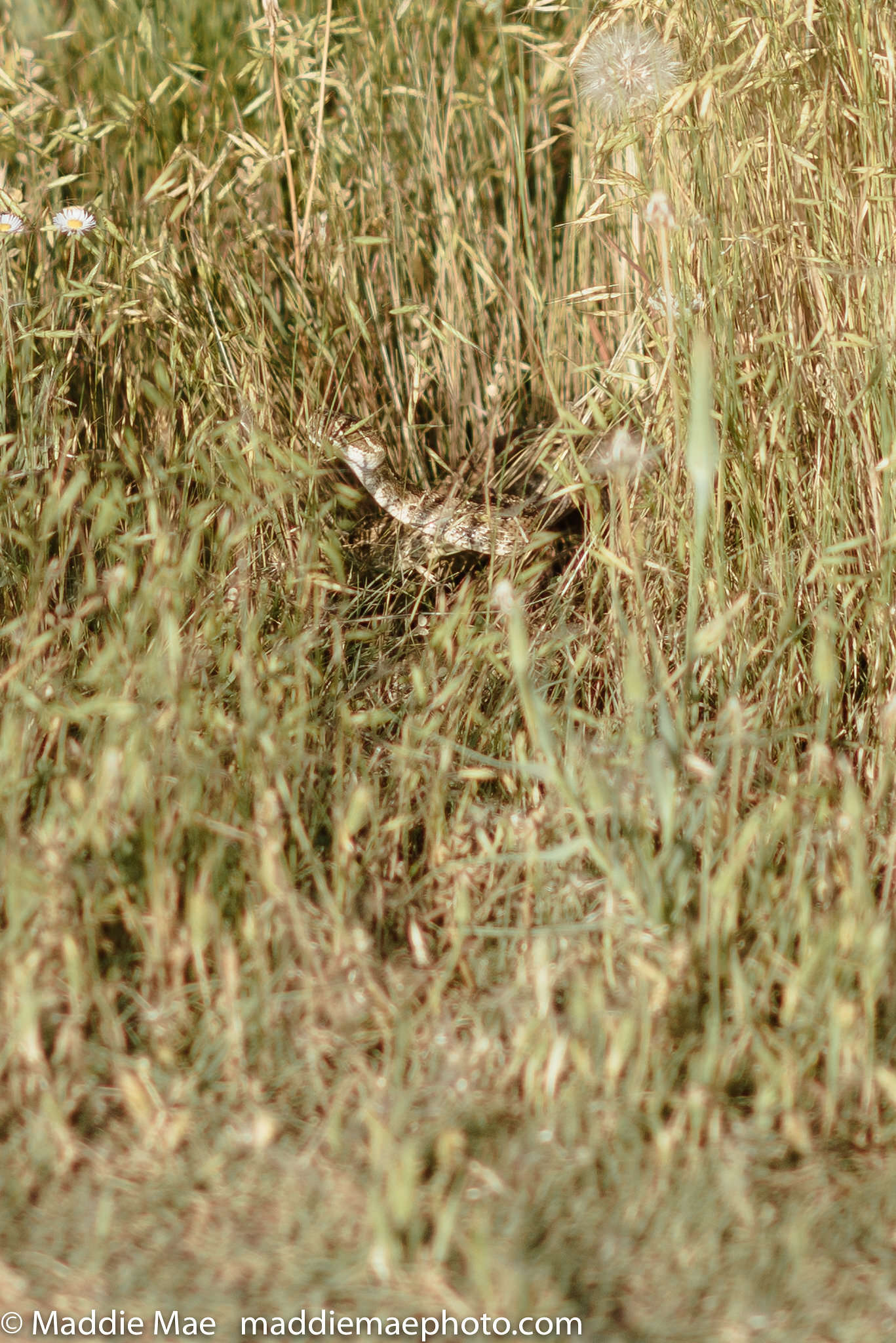 rattlesnake wedding photo