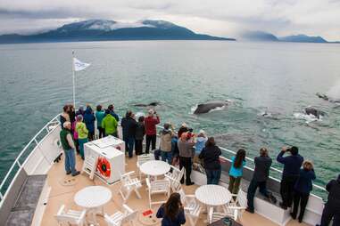 Whales on small Alaska cruise