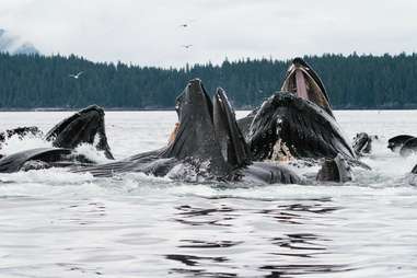 Humback whales in Alaska