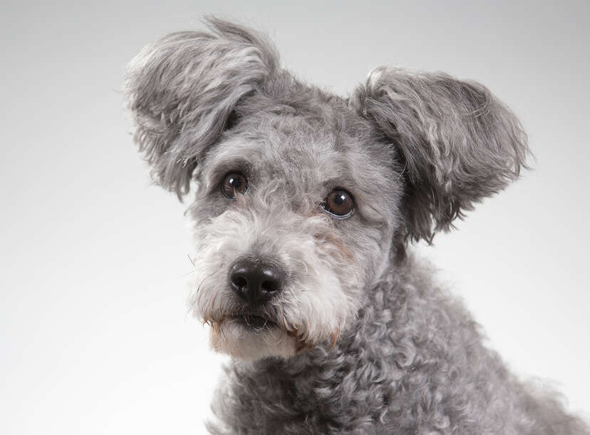 New Dog Breed Named by American Kennel Club - Pumi Dog - Thrillist