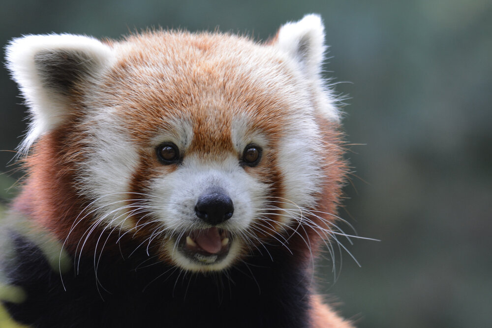 San Diego Zoo Animals Ranked From Worst To Best Thrillist