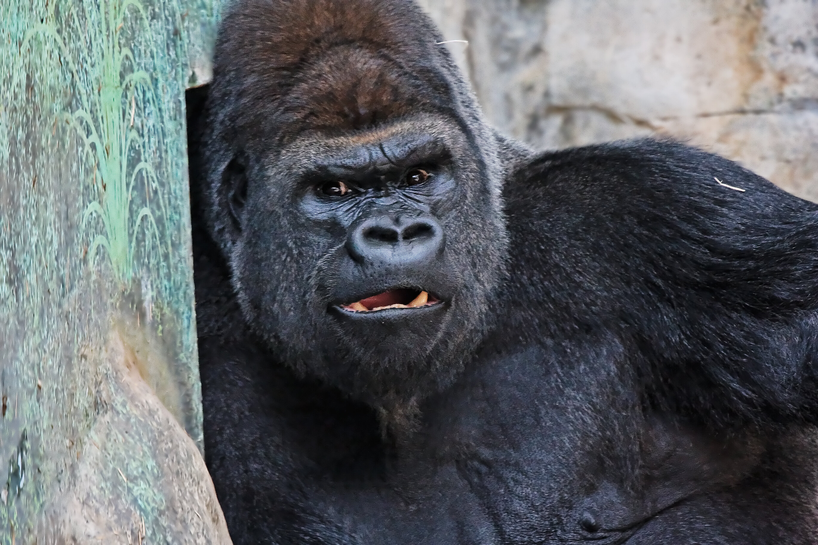 Gorilla stare