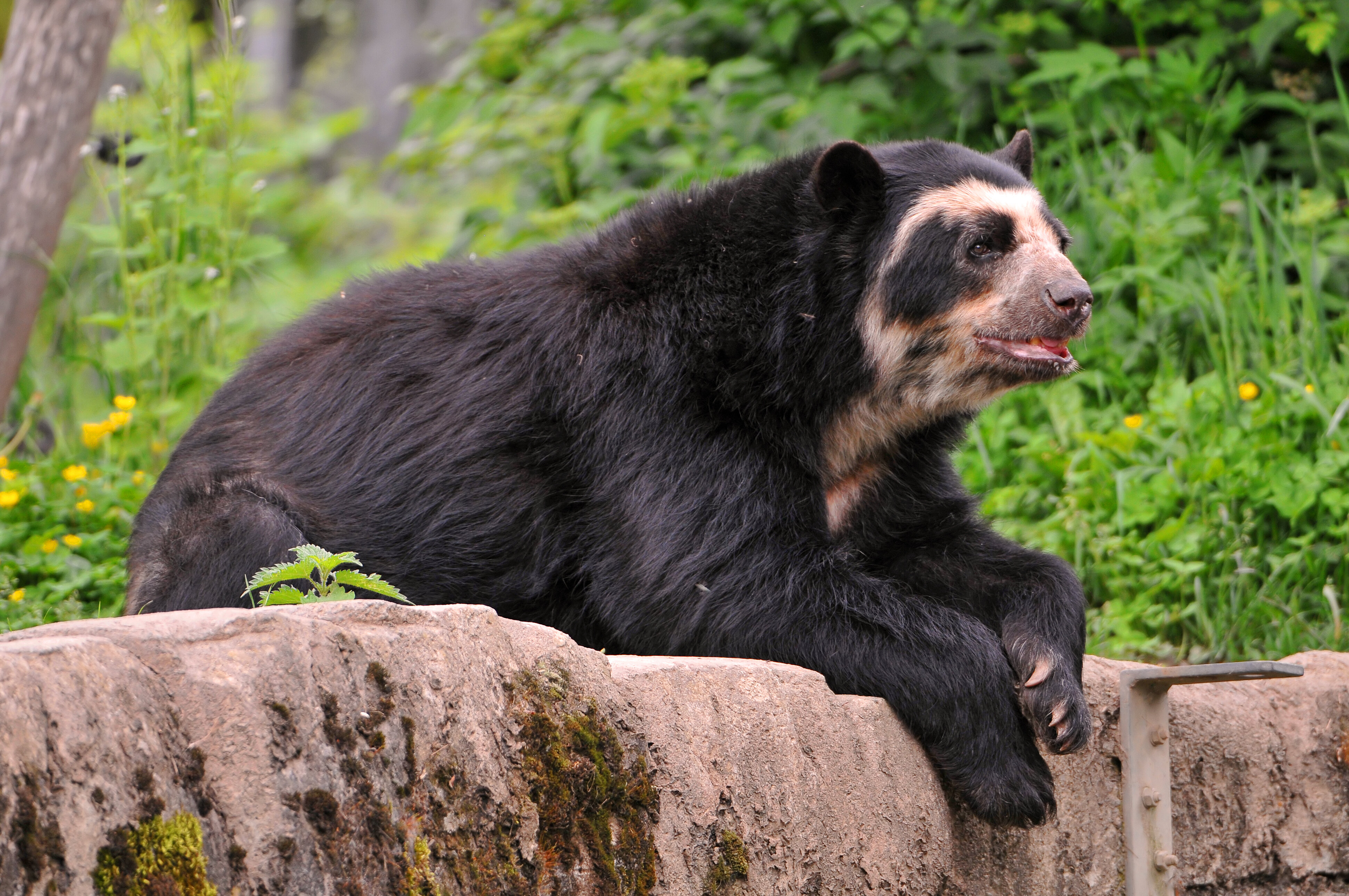 Andean Spectacled Bear