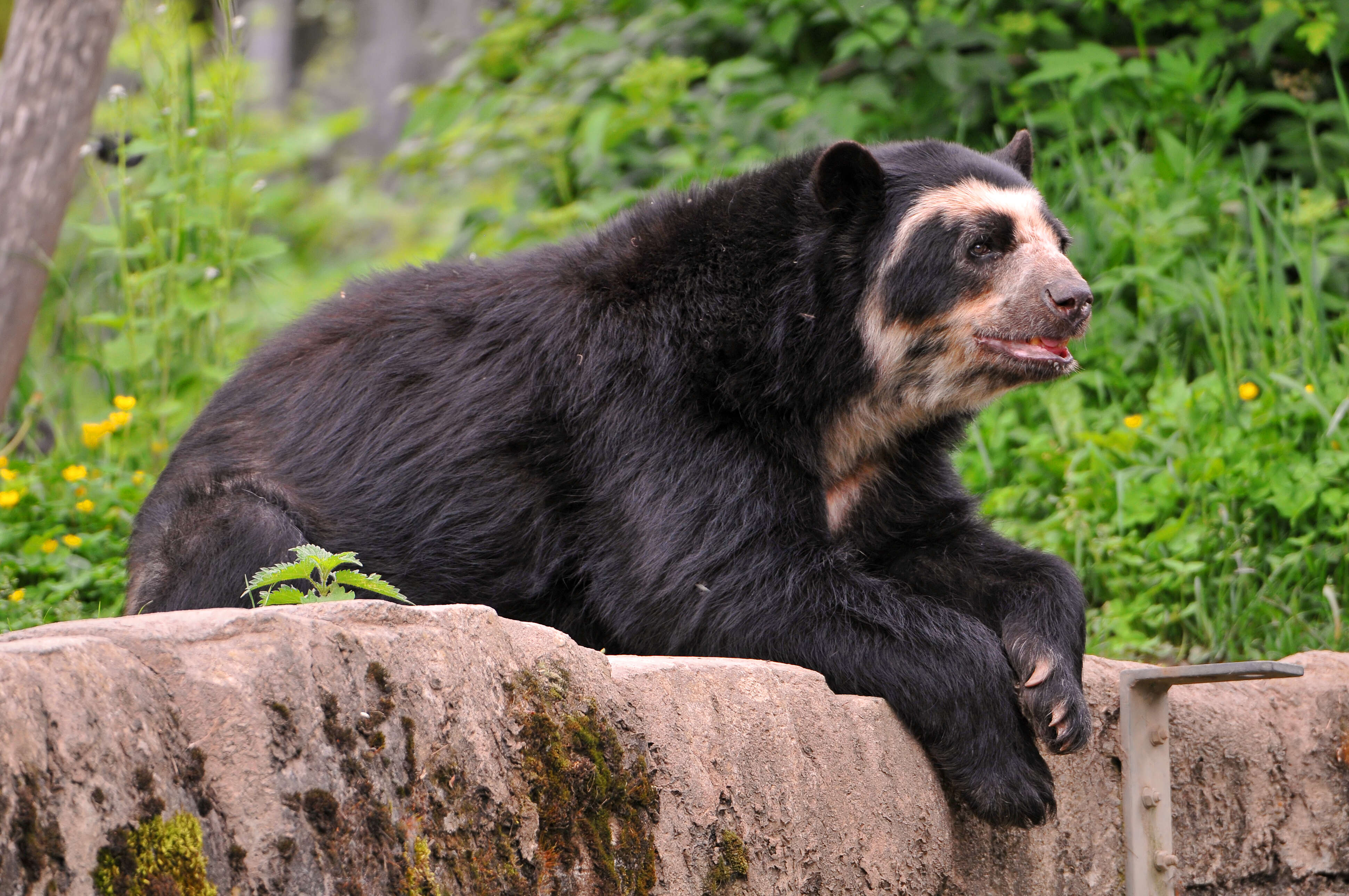 Short bear. Реликтовый очковый медведь Аргентина. Очковый медведь Южной Америки. Очковый (Андский) медведь. Гималайский очковый медведь.