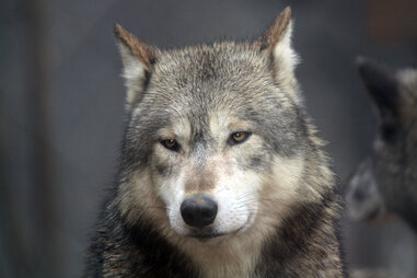 Gray Wolf