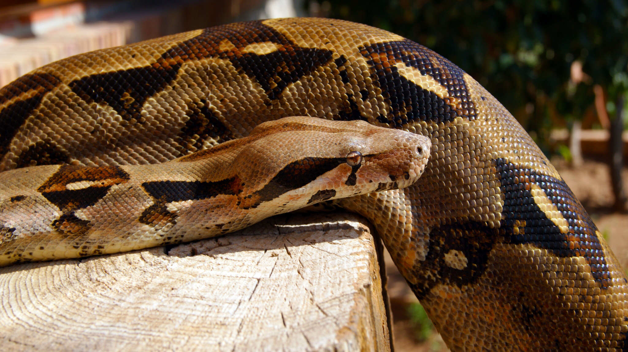 Boa Constrictor