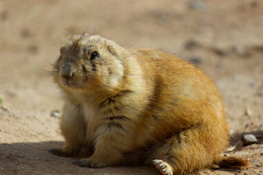 Prairie Dog