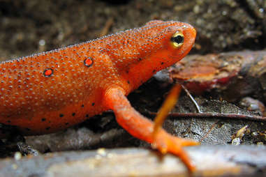 Salamander