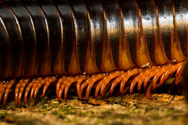 Giant African Millipeded