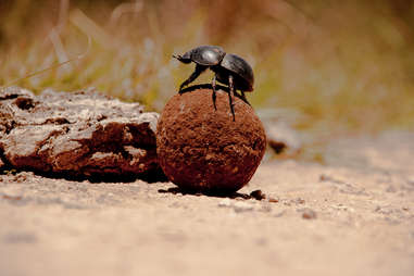 Dung beetle