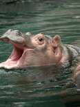 Hippos at the San Diego Zoo 