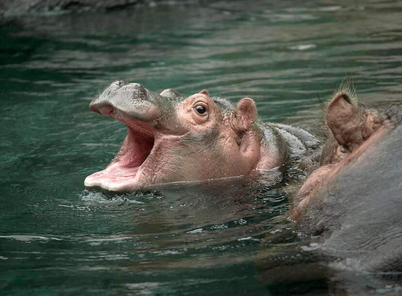 anaconda eating hippo