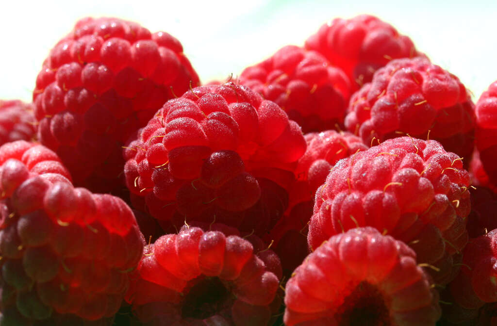 raspberry closeup