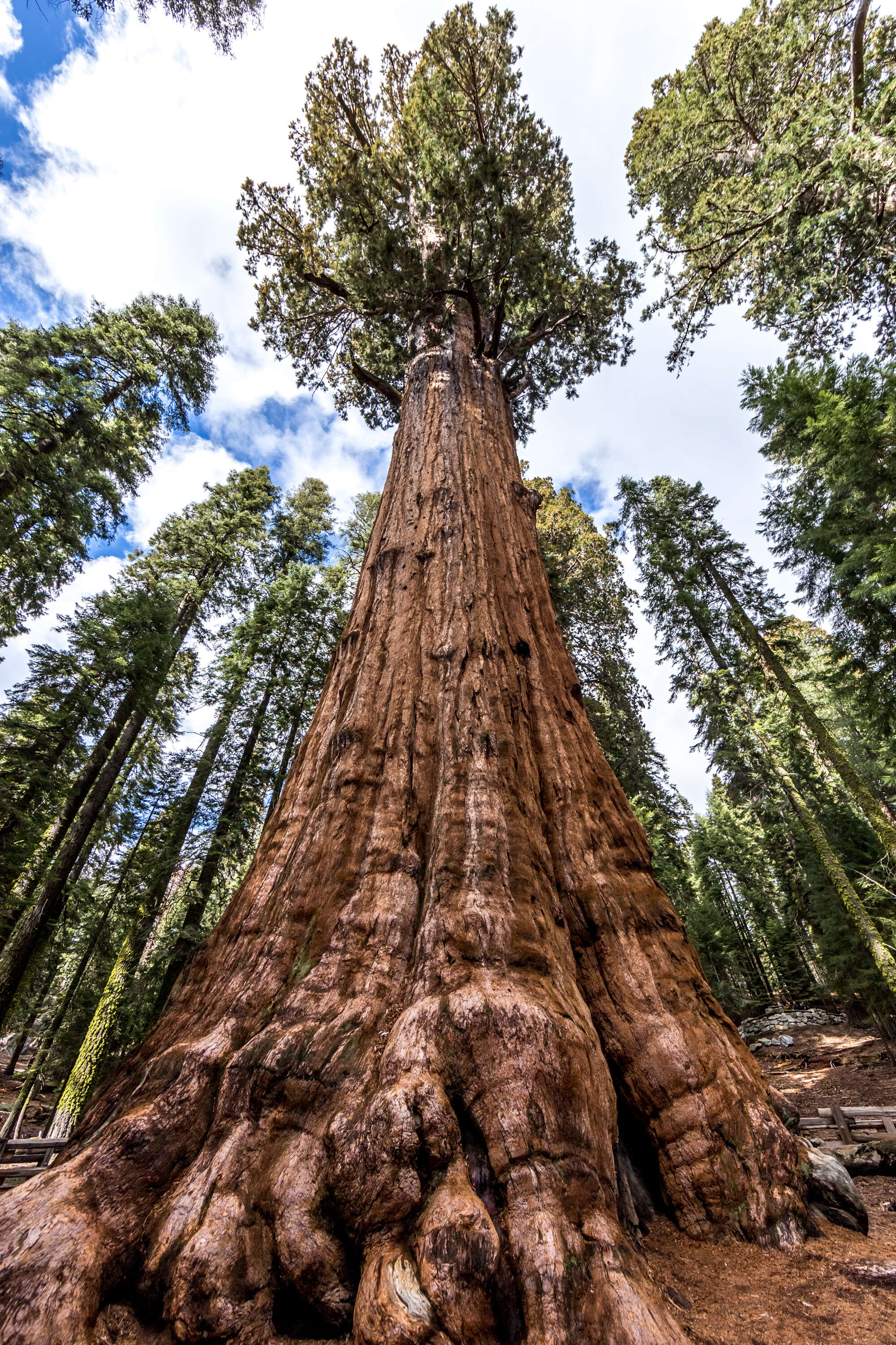 General Sherman tree