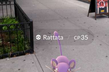 Pokemon Go Rattata on the street
