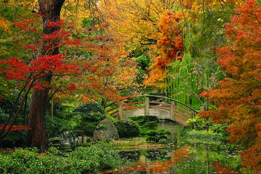 a bridge leading through fall foliage