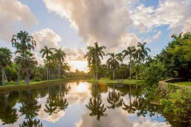 palm trees near a reservoir