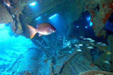 Rhone wreck BVI