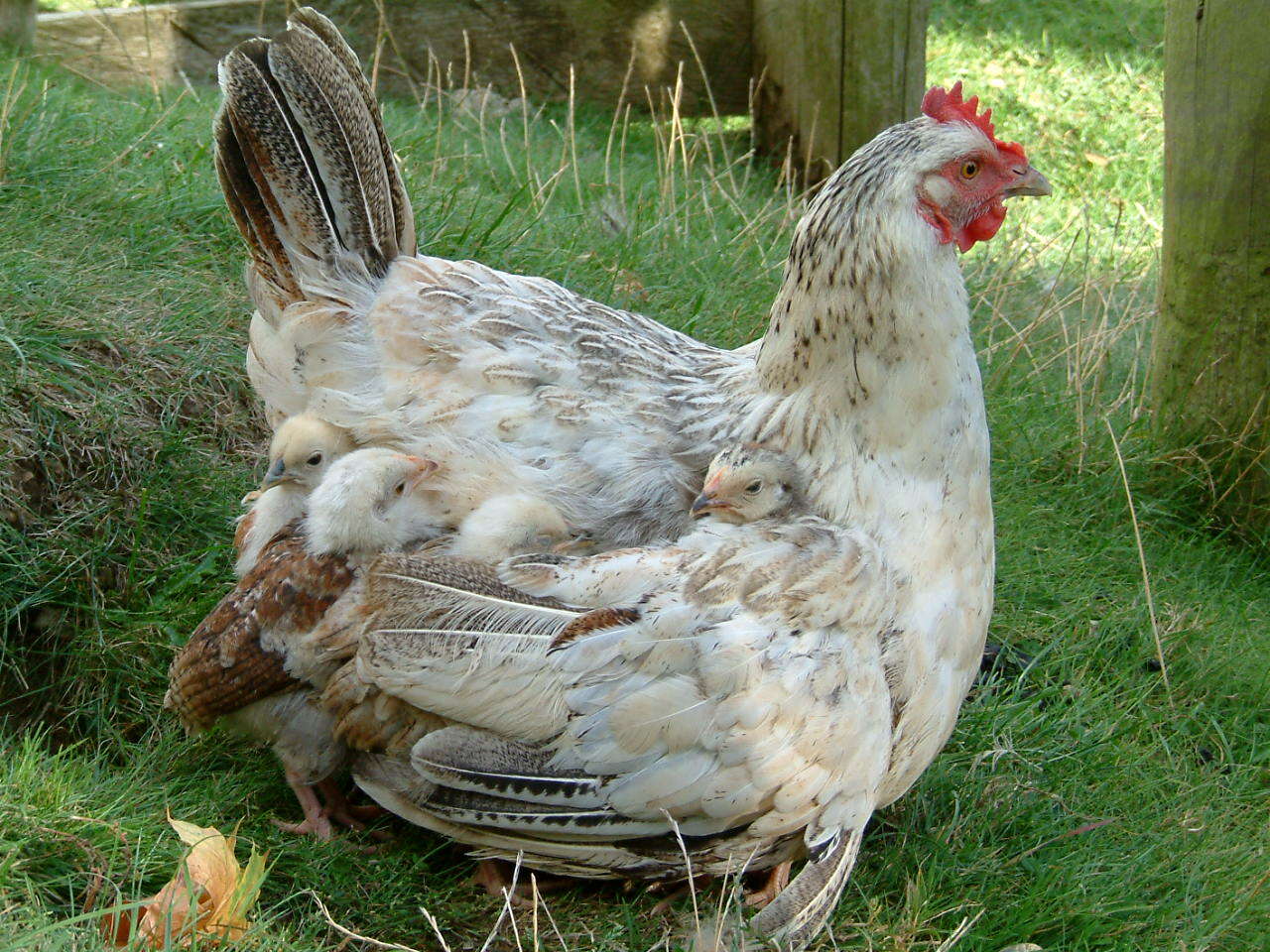 Two chickens standing on a farm