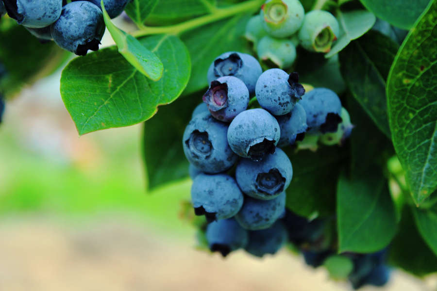 Blueberries Are Only 100 Years Old Blueberry Nutrition & Facts