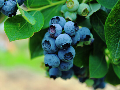 blueberry bush growing