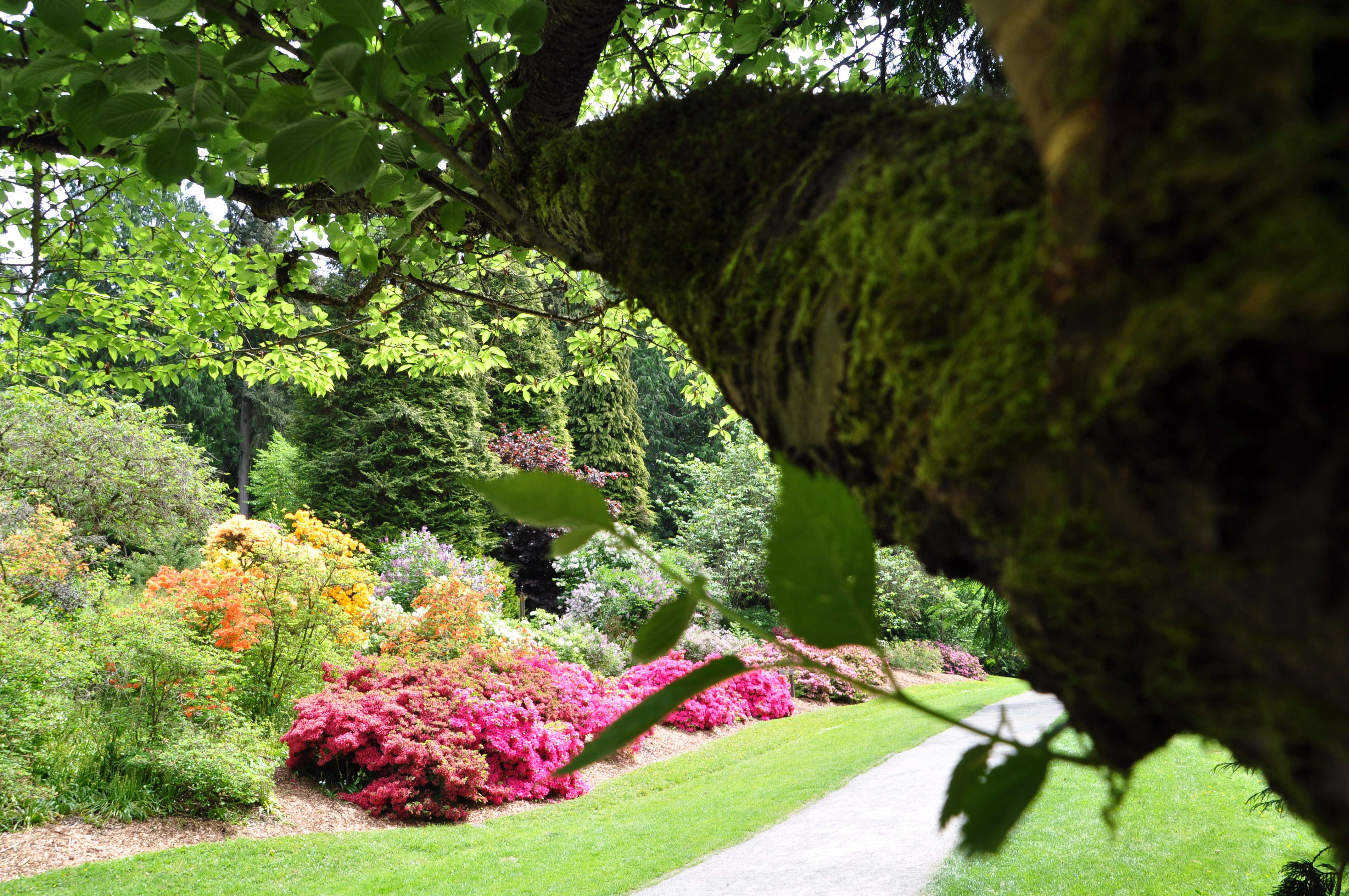 Seattle Washington Park Arboretum