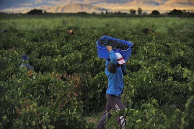malbec harvest