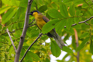 Blue Crowned Laughingthrush