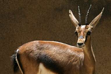 Cuvier’s Gazelle