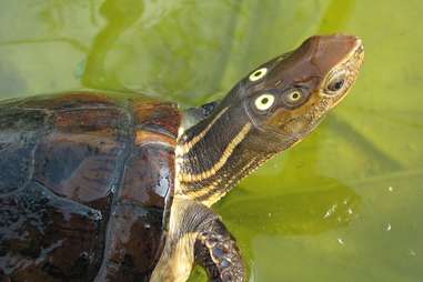 Four eyed turtle