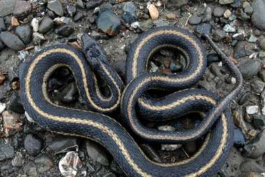 Giant Garter Snake