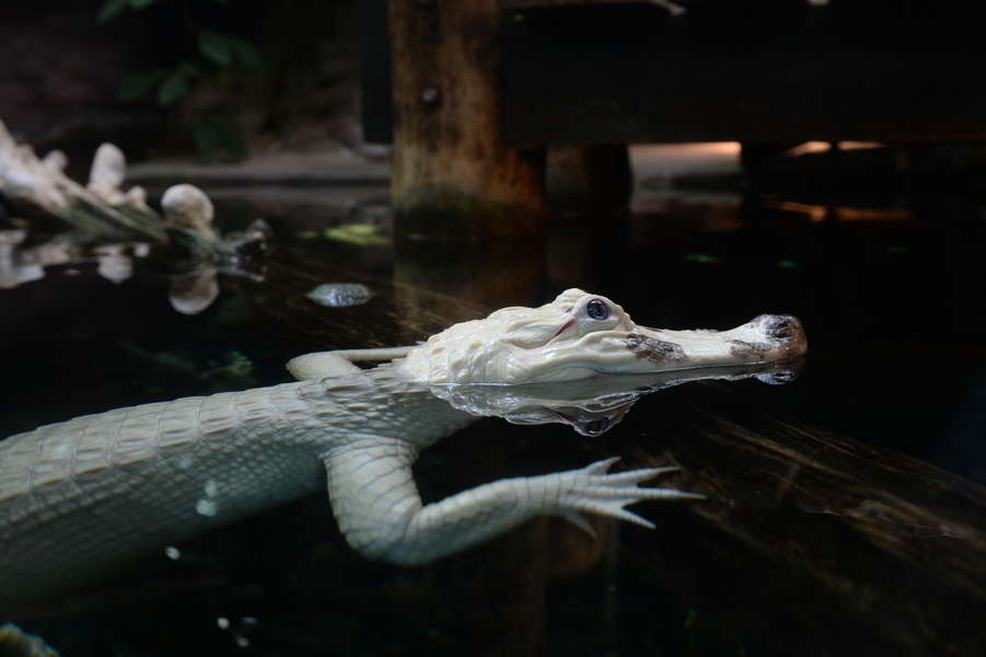 Where to See Rare Animals Like the Red Panda & Blue Lobster in Person -  Thrillist