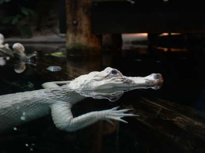 White Alligator