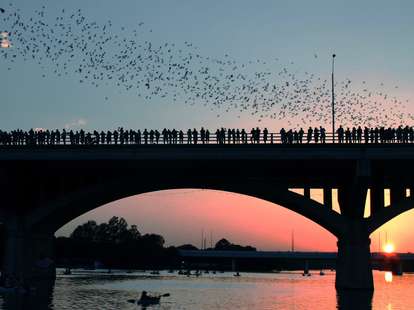 Congress Ave Bridge bats in Austin