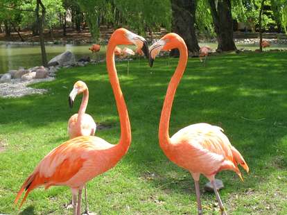 same sex flamingo couple 