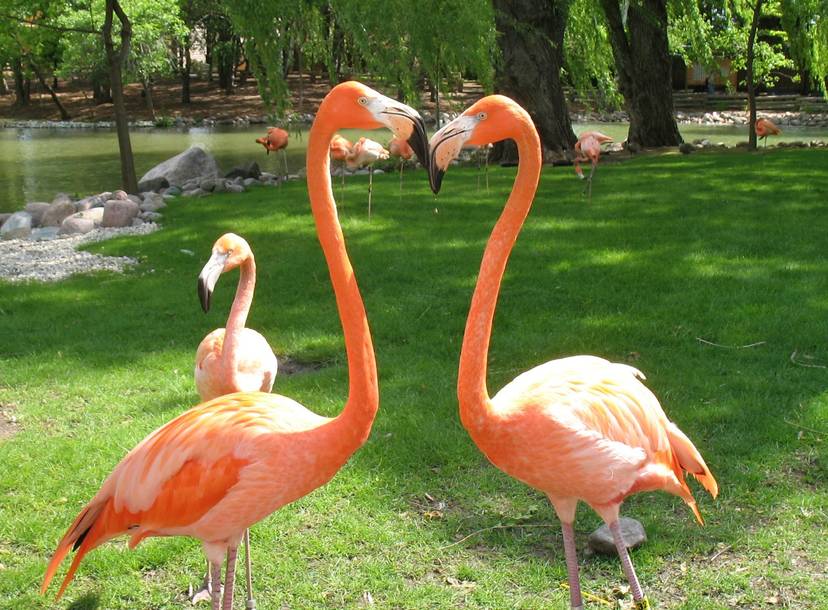 Flamingos Tiktok Name