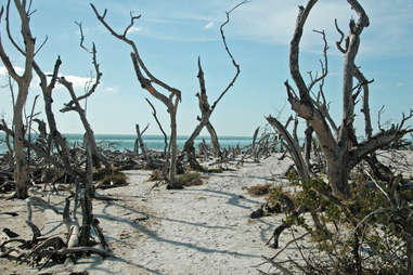 a beach strewn with dead trees