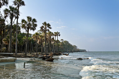 a grove of palm trees lining a beach at high tide