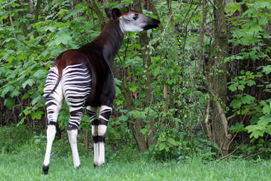 Okapi