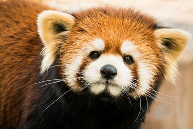 Red Panda