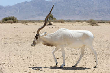 Addax