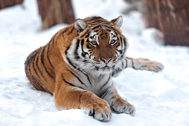 Amur Tiger